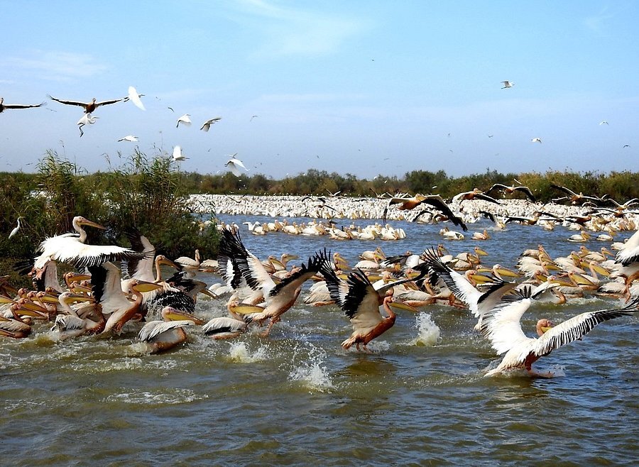 parc djoudj destination senegal